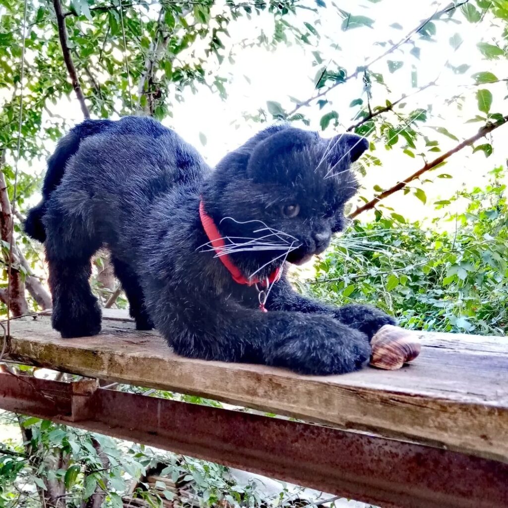 Черная кошка. Black cat.